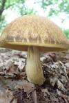 Leccinellum crocipodium