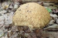 Leccinellum crocipodium