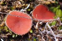 Scutellinia