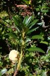 Exobasidium rhododendri