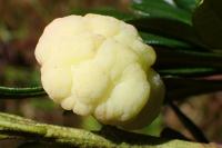 Exobasidium rhododendri