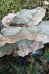 Stereum subtomentosum