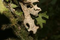 Lobaria pulmonaria