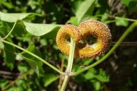 Puccinia persistens