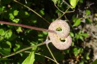 Puccinia persistens