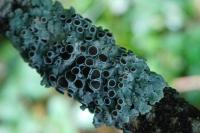 Physcia aipolia