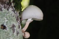 Mucidula mucida
