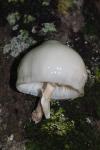Mucidula mucida