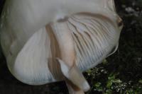 Mucidula mucida