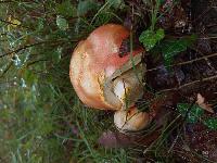 Amanita caesarea