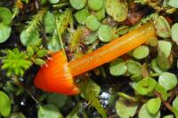 Hygrocybe