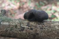 Daldinia concentrica