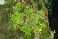 Lobaria pulmonaria