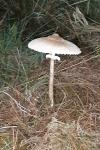 Macrolepiota procera