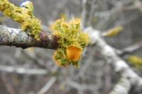 Teloschistes chrysophthalmos