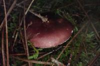 Russula