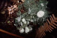Usnea florida