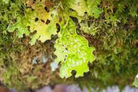 Lobaria pulmonaria