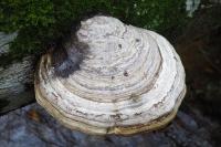 Fomes fomentarius