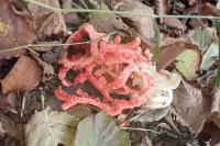 Clathrus ruber