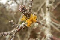 Teloschistes chrysophthalmos