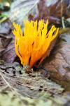 Calocera viscosa
