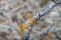 Teloschistes chrysophthalmos