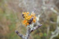 Teloschistes chrysophthalmos