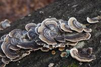 Trametes versicolor