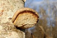 Piptoporus betulinus