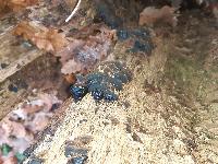 Hymenochaete rubiginosa