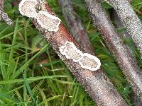 Schizophyllum commune