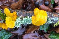 Tremella mesenterica