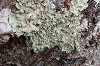 Flavoparmelia caperata