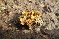 Teloschistes chrysophthalmos