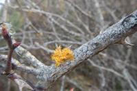 Teloschistes chrysophthalmos