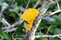 Tremella mesenterica