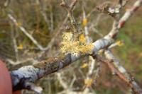 Teloschistes chrysophthalmos