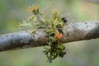 Teloschistes chrysophthalmos