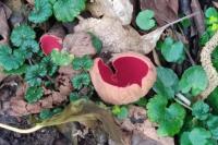 Sarcoscypha coccinea