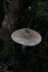 Amanita rubescens