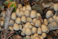 Coprinellus micaceus