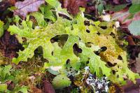 Lobaria pulmonaria