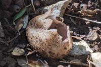 Sarcosphaera coronaria