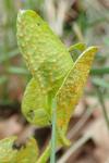 Puccinia aristolochiae
