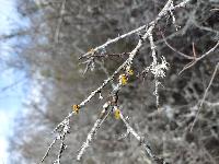 Teloschistes chrysophthalmos