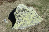 Rhizocarpon geographicum