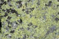 Rhizocarpon geographicum