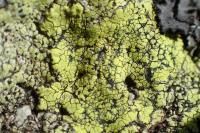 Rhizocarpon geographicum