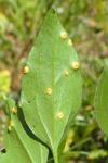 Puccinia alternans
